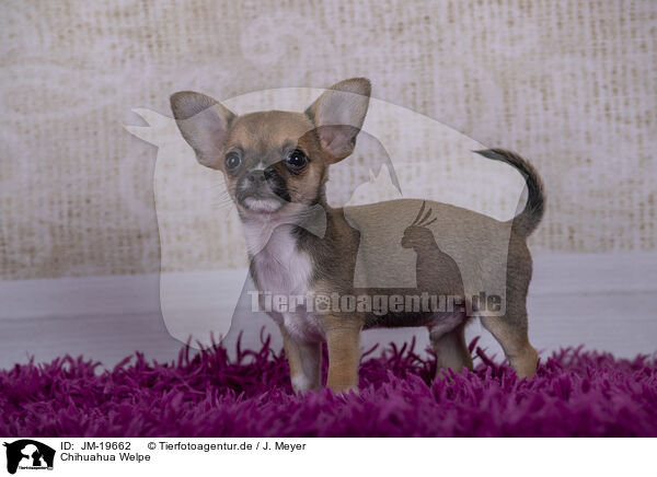 Chihuahua Welpe / Chihuahua Puppy / JM-19662