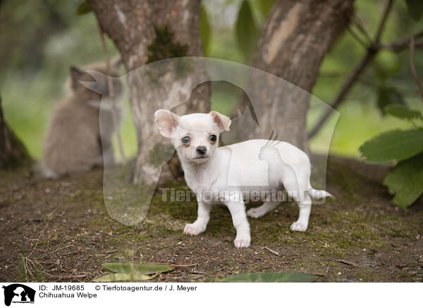Chihuahua Welpe / Chihuahua Puppy / JM-19685