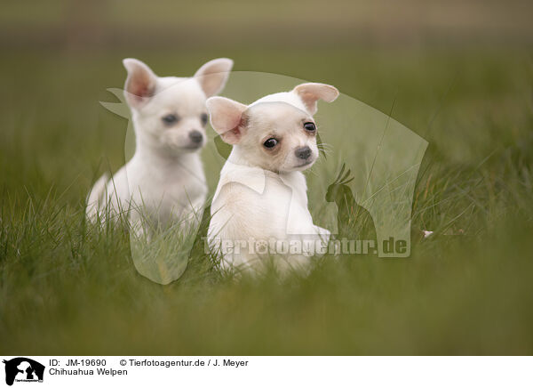 Chihuahua Welpen / Chihuahua Puppies / JM-19690