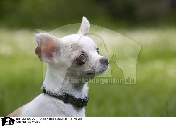 Chihuahua Welpe / Chihuahua Puppy / JM-19720