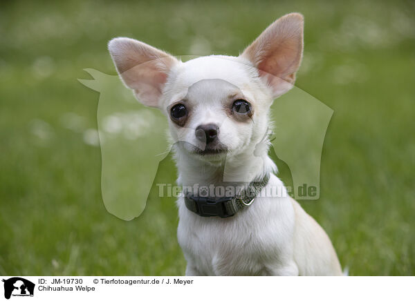 Chihuahua Welpe / Chihuahua Puppy / JM-19730
