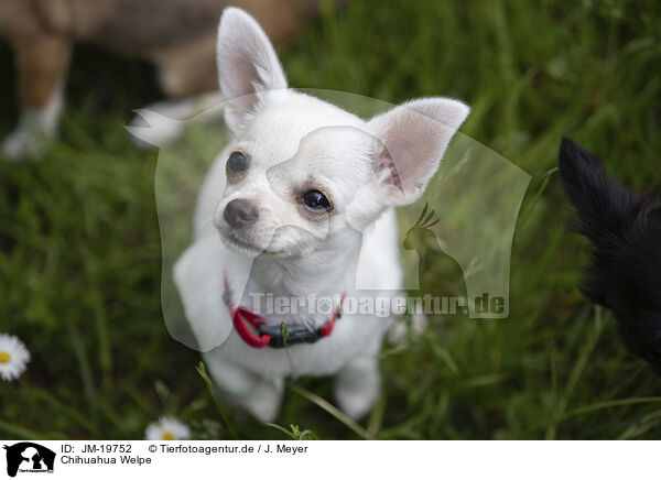Chihuahua Welpe / Chihuahua Puppy / JM-19752