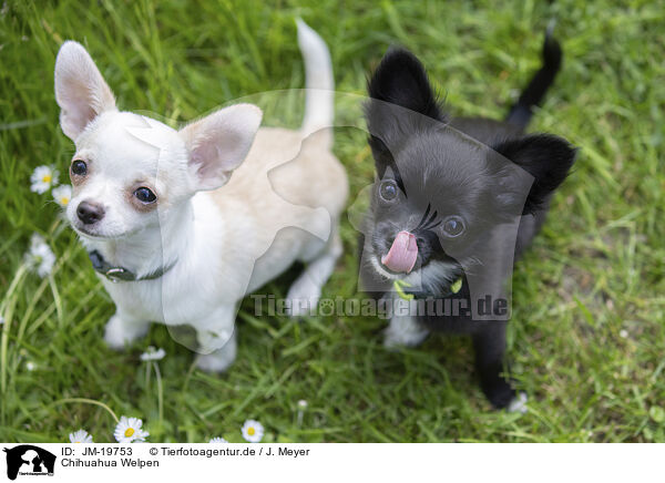 Chihuahua Welpen / Chihuahua Puppies / JM-19753