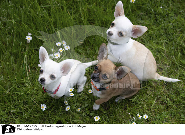 Chihuahua Welpen / Chihuahua Puppies / JM-19755