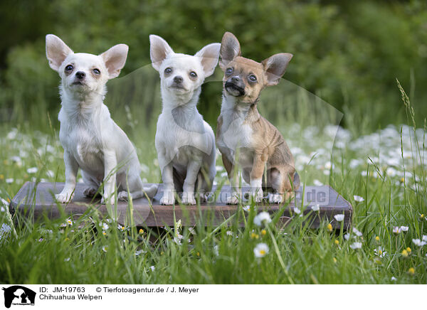 Chihuahua Welpen / Chihuahua Puppies / JM-19763