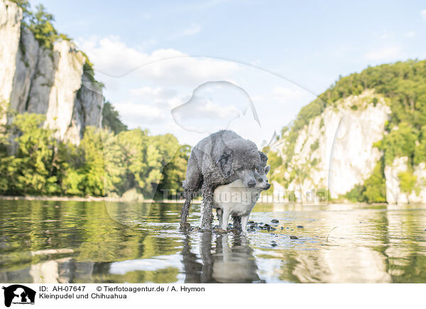 Kleinpudel und Chihuahua / Standard Poodle and Chihuahua / AH-07647