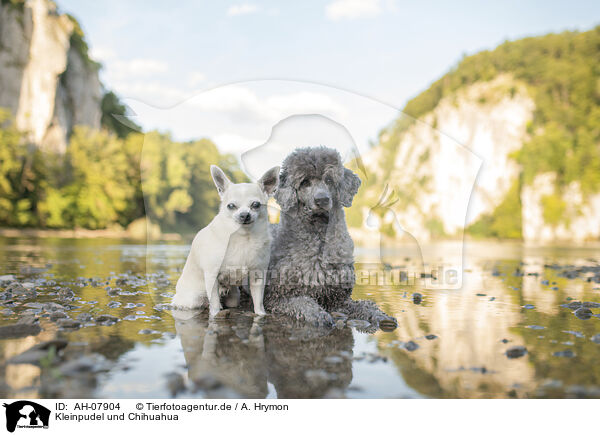 Kleinpudel und Chihuahua / Standard Poodle and Chihuahua / AH-07904