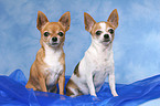 2 Chihuahuas