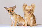 2 Chihuahuas