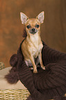 sitzender Chihuahua