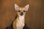 Chihuahua Portrait