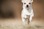 rennender Chihuahua