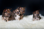 4 Chihuahua Welpen