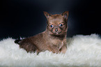 Chihuahua Welpe