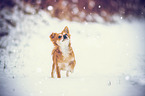 Chihuahua im Schnee