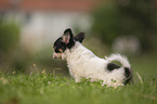 Chihuahua Welpe pullert ins Gras