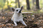 liegender Chihuahua