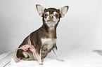 tragende Chihuahua Hndin