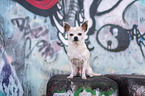 sitzender Chihuahua
