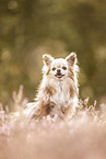 Chihuahua in der Heide