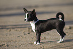 junger Chihuahua