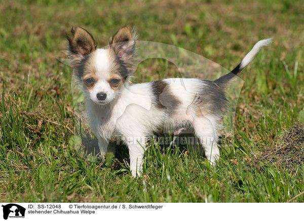stehender Chihuahua Welpe / standing Chihuahua puppy / SS-12048
