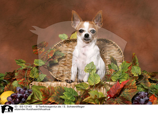 sitzender Kurzhaarchihuahua / sitting shorthaired Chihuahua / SS-12145
