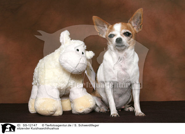 sitzender Kurzhaarchihuahua / sitting shorthaired Chihuahua / SS-12147