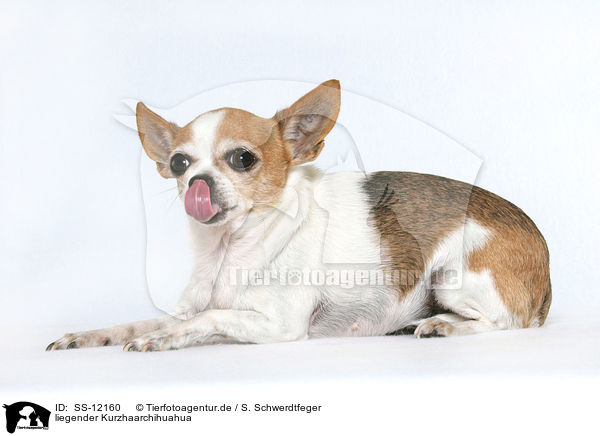 liegender Kurzhaarchihuahua / lying shorthaired Chihuahua / SS-12160
