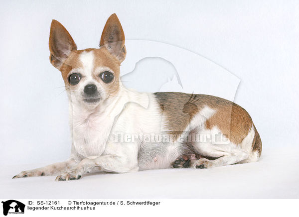 liegender Kurzhaarchihuahua / lying shorthaired Chihuahua / SS-12161