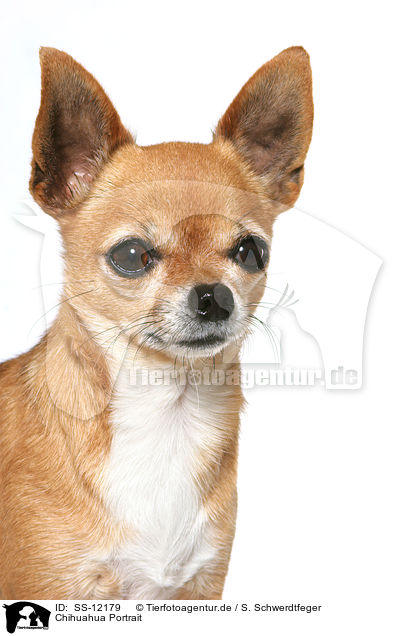 Chihuahua Portrait / Chihuahua Portrait / SS-12179