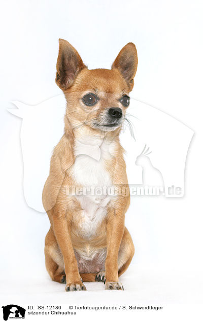 sitzender Chihuahua / sitting Chihuahua / SS-12180