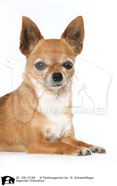 liegender Chihuahua / lying Chihuahua / SS-12184