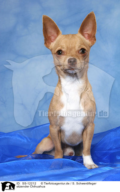 sitzender Chihuahua / sitting Chihuahua / SS-12212