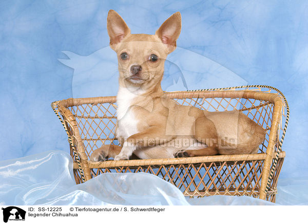 liegender Chihuahua / lying Chihuahua / SS-12225