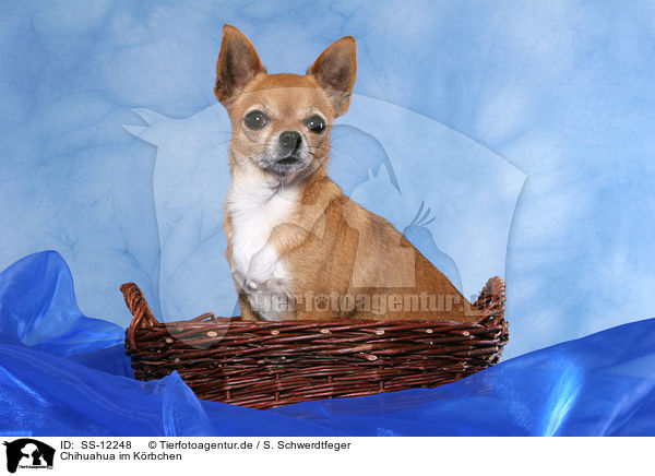 Chihuahua im Krbchen / Chihuahua in basket / SS-12248