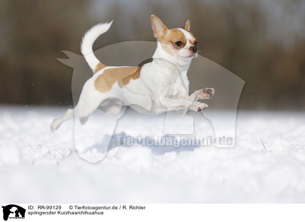 springender Kurzhaarchihuahua / jumping shorthaired Chihuahua / RR-99129