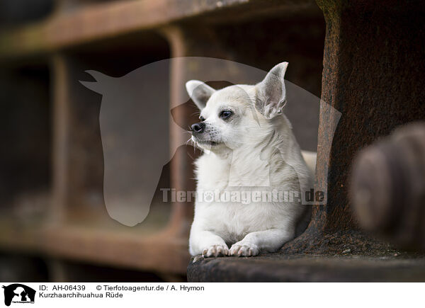 Kurzhaarchihuahua Rde / shorthaired male Chihuahua / AH-06439