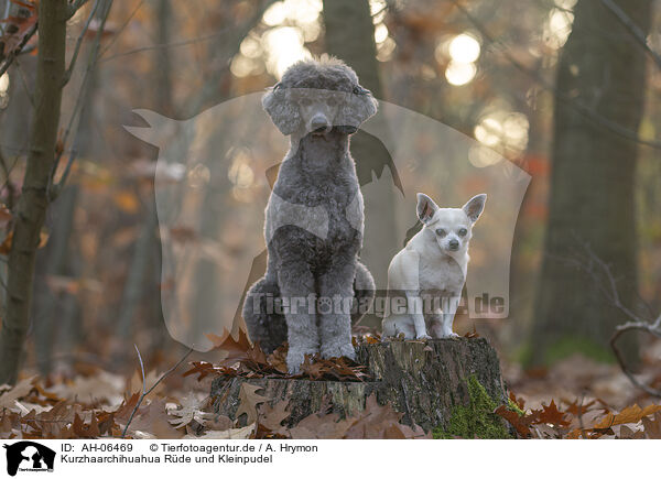 Kurzhaarchihuahua Rde und Kleinpudel / shorthaired male Chihuahua and Royal Standard Poodle / AH-06469