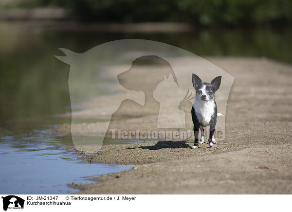 Kurzhaarchihuahua / shorthaired Chihuahua / JM-21347