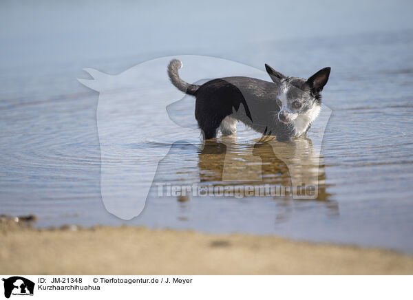 Kurzhaarchihuahua / shorthaired Chihuahua / JM-21348