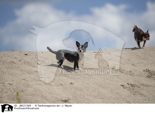 Kurzhaarchihuahuas / shorthaired Chihuahuas / JM-21399