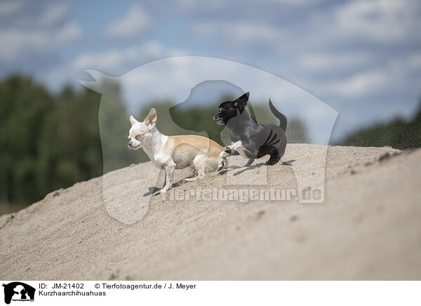 Kurzhaarchihuahuas / shorthaired Chihuahuas / JM-21402