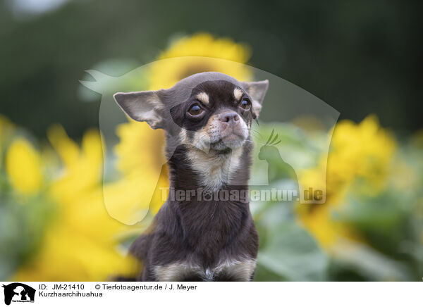 Kurzhaarchihuahua / shorthaired Chihuahua / JM-21410