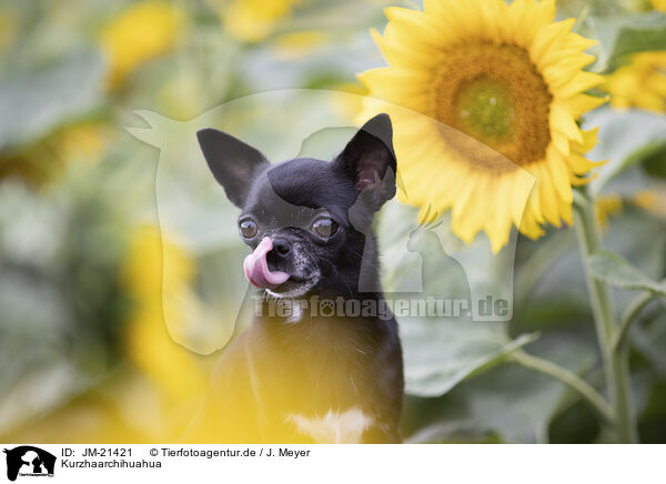 Kurzhaarchihuahua / shorthaired Chihuahua / JM-21421