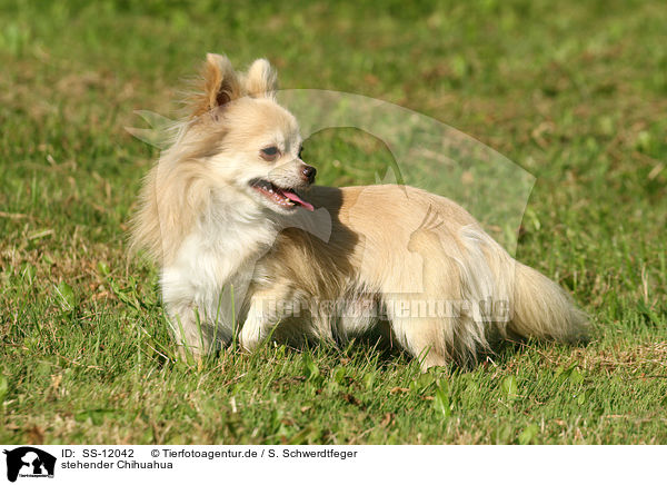 stehender Chihuahua / standing longhaired Chihuahua / SS-12042