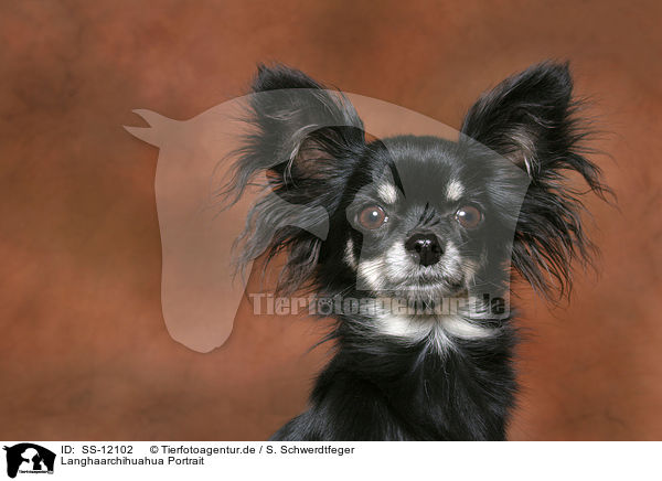 Langhaarchihuahua Portrait / longhaired Chihuahua Portrait / SS-12102