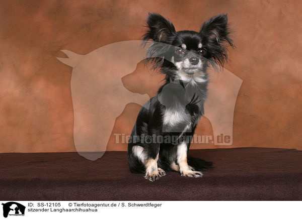 sitzender Langhaarchihuahua / sitting longhaired Chihuahua / SS-12105