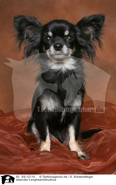 sitzender Langhaarchihuahua / sitting longhaired Chihuahua / SS-12110