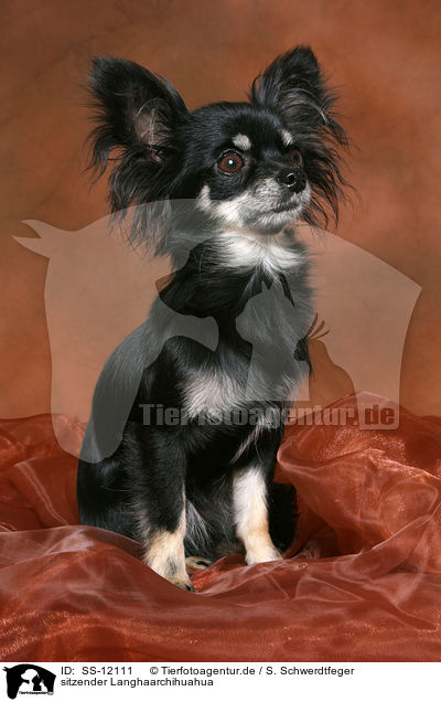 sitzender Langhaarchihuahua / sitting longhaired Chihuahua / SS-12111